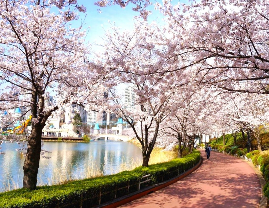Cherry blossoms at Seokcheon Lake, near Lotte Tower in Seoul, South Korea