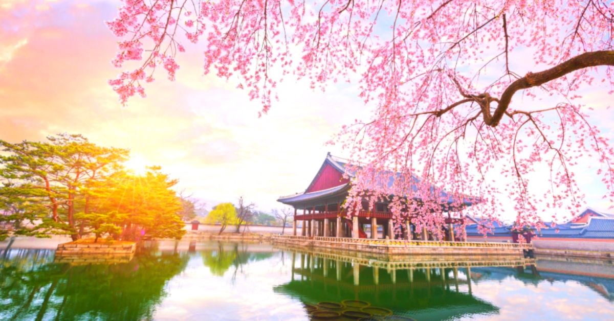 Where To See Cherry Blossoms In Korea