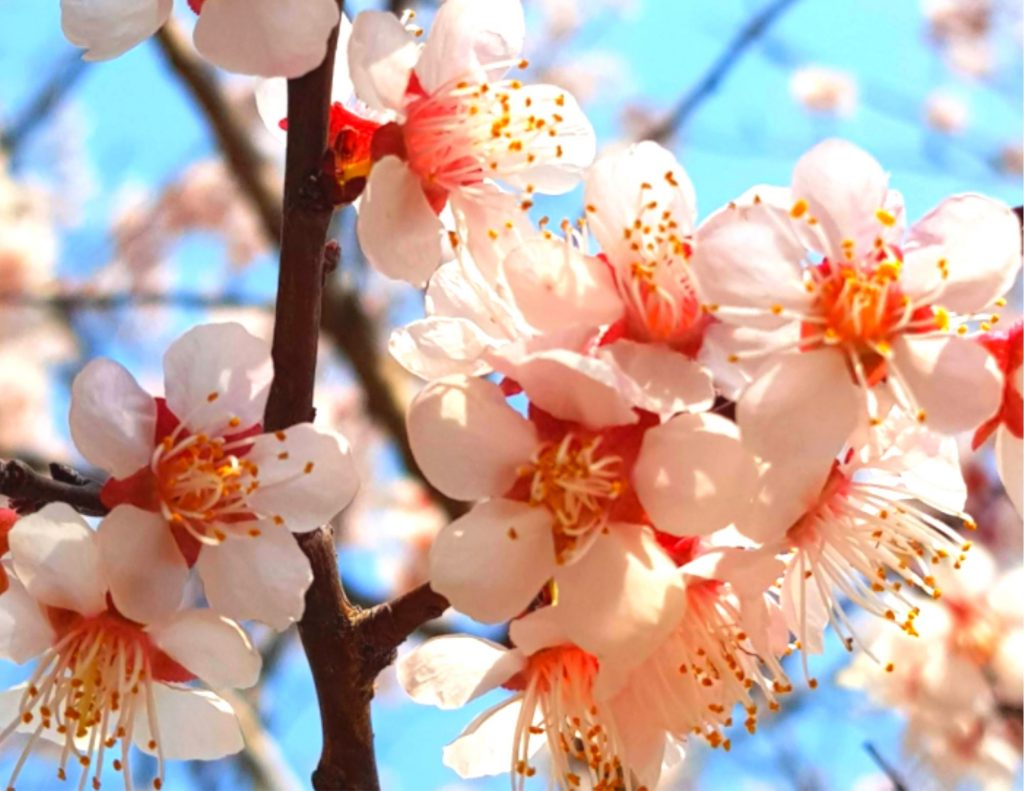 cherry blossom se întâlnește cu întâlnirile din asia)