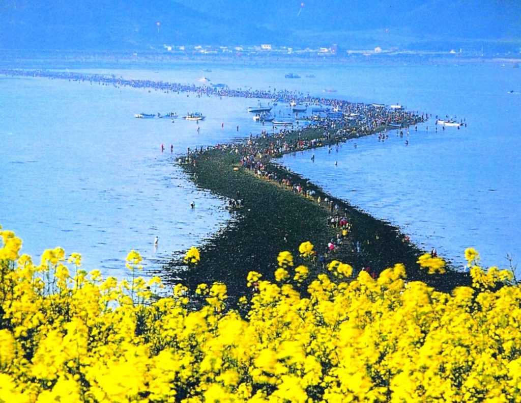 Jindo Sea Parting Miracle - one of the best spring Festivals In Korea