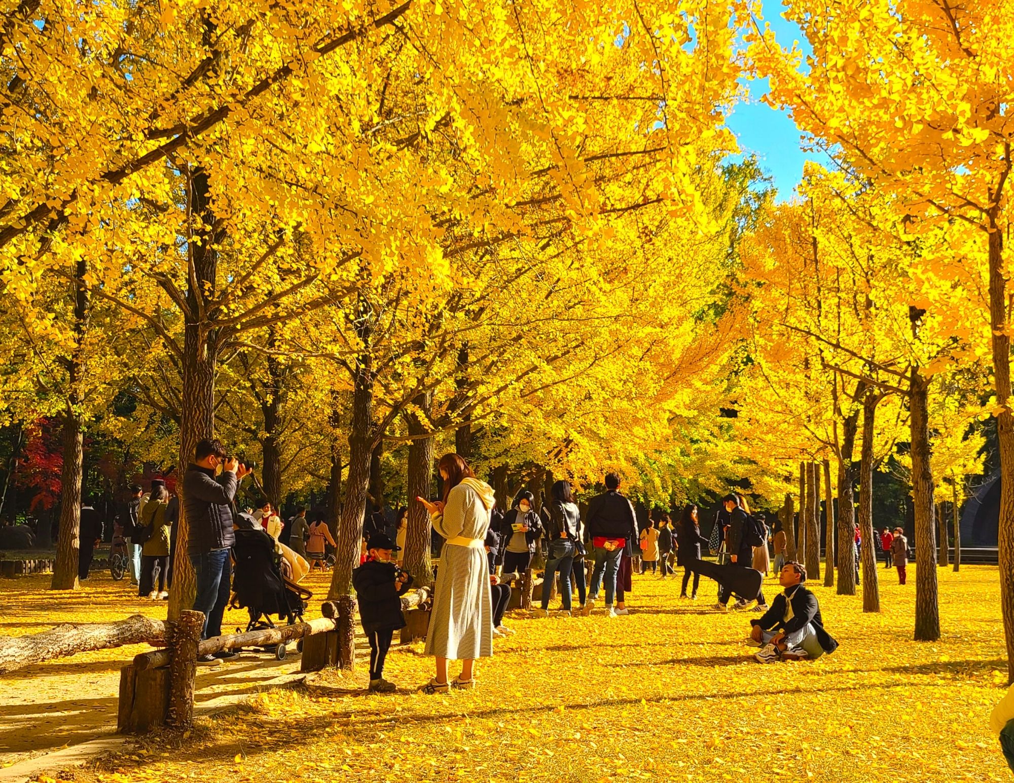 How To Go To Nami Island From Seoul: Transport Guide 2022
